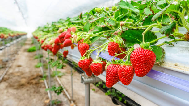 fungicida sabor fresas